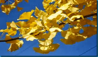 ginko leaves