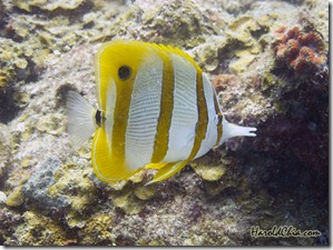Long-Beaked Coral Fish