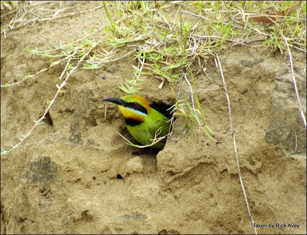Nesting hole of the Rainbow Bee-eater. At Calliope River Campground, QLD