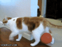 01.06_Funny_Gifs_1.gif