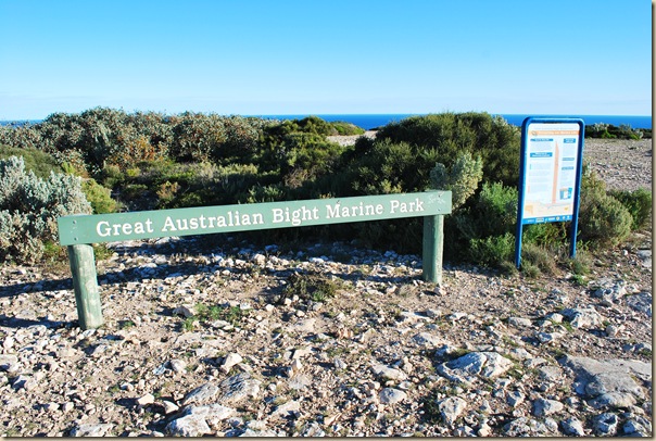 Great Australian Bight Marine Park-DSC_4477