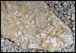 Patio fossils 001