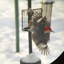 Red-bellied Woodpecker