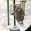 Red-bellied Woodpecker