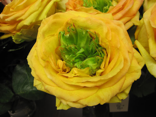 A close-up picture of 