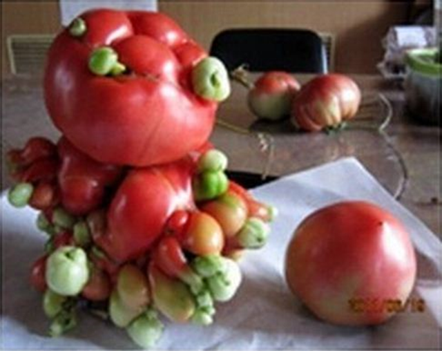 Mutated tomato (left) from Mata-Hyun, near the Fukushima nuclear plant, compared with normal tomato (right). Photo: blog.donga.com