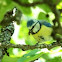 Blue tit