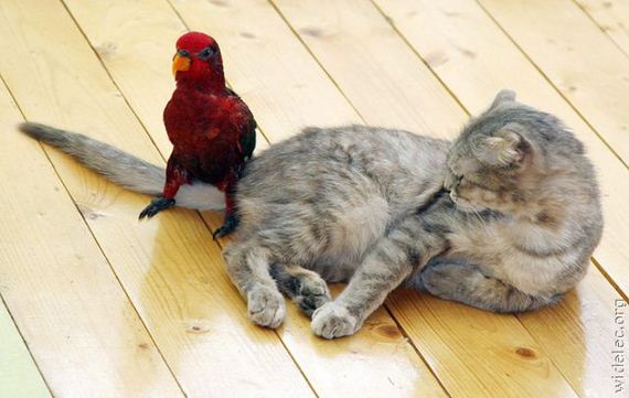 貓咪與動物們互動