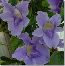 Thunbergia (Thunbergia grandiflora) Thunbergia (Thunbergia grandiflora)