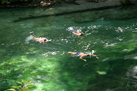 Snorkelling at Blue Springs
