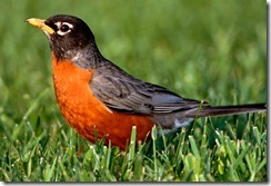 american robin