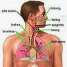 sistem pernafasan manusia