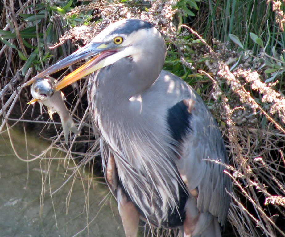 [7115%2520Texas%252C%2520South%2520Padre%2520Island%2520-%2520Birding%2520and%2520Nature%2520Center%2520-%2520Great%2520Blue%2520Heron%2520with%2520a%2520fish%255B3%255D.jpg]
