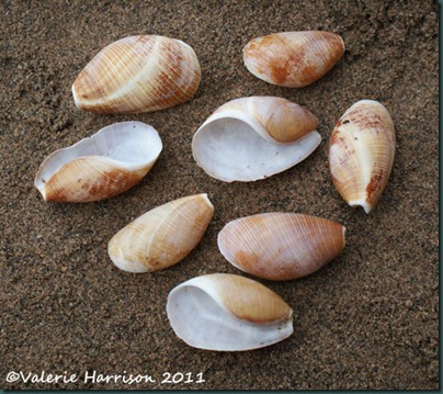 15-canoe-shells
