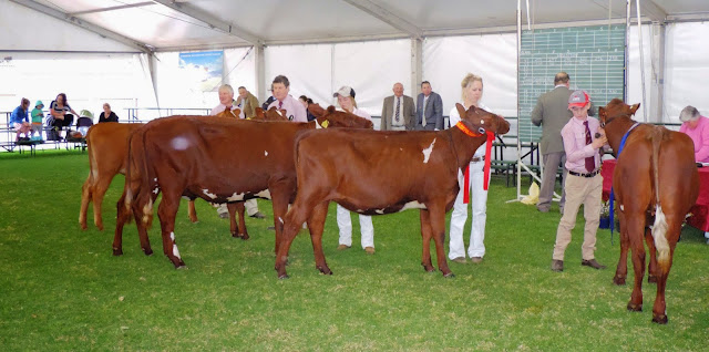 Second class of the day, Yearling Heifer, Thomas Follett the winner..jpg