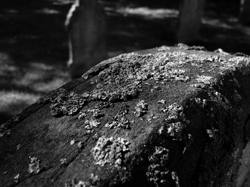 Graveyard-Lichen