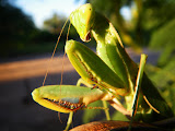 South Africa - 101.JPG