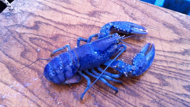 [blue-lobster-620%255B4%255D.jpg]