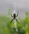 This is a Argiope garden spider. It is an orb weaver and has striking black, yellow, and orange markings. Their webs may span two feet or more in diameter as you can see, the spider has woven a decoration in the center. This is a Argiope garden spider. It is an orb weaver and has striking black, yellow, and orange markings. Their webs may span two feet or more in diameter as you can see, the spider has woven a decoration in the center.
