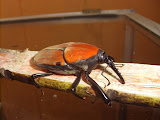 STP60710.JPG
