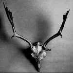 Horns - Fallow.jpg Horns - Fallow.jpg