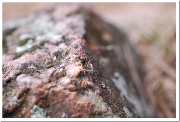 Lichenscapes (1)