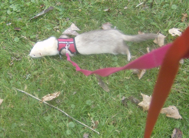 [FashonableFerrets%2520021%255B3%255D.jpg]