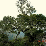 Argopuro summit vegetation and Hindu relics near the summit (Wolfgang Piecha, May 2006) Argopuro summit vegetation and Hindu relics near the summit (Wolfgang Piecha, May 2006)