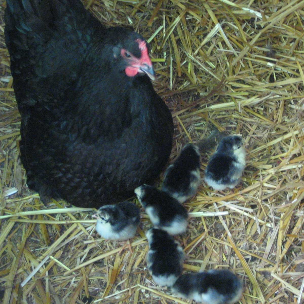 [henbabychicks12082.jpg]