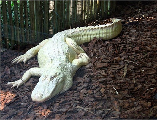 albino-alligator