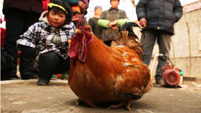 [Gallogallina2012%255B3%255D.jpg]