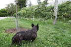 Pruning the Apple Espaliers