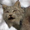 0675Lynx.JPG
