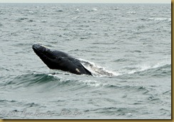 Whale Watch  _ROT3981   NIKON D3S June 02, 2011