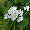 Common Yarrow