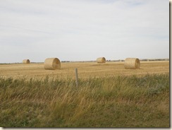 FieldsBales (3)