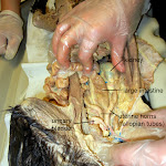 cat_large_intestine_L.JPG