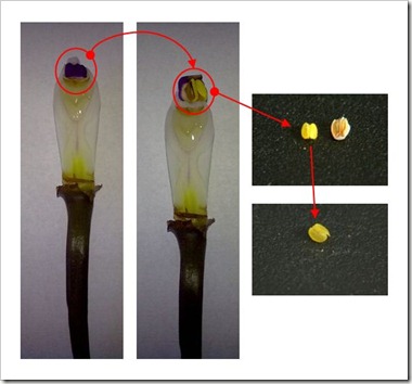 Reprodução de Orquídeas