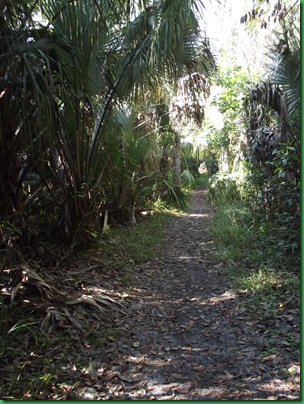 Last day at Highlands Hammock 003