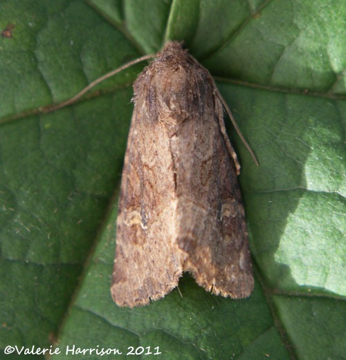 [small-clouded-brindle2.jpg]