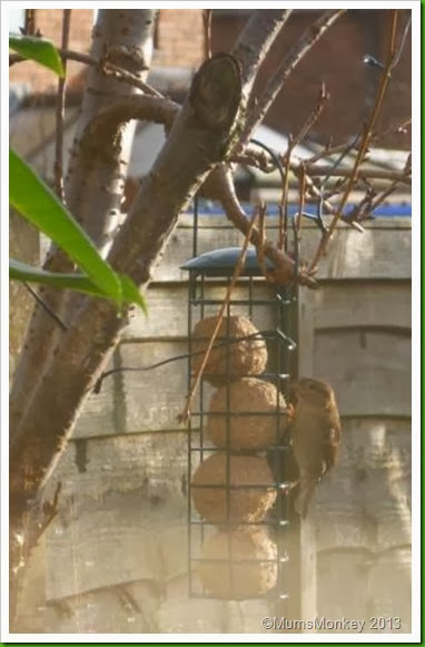 christmas Morning Bird