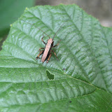 Little tiny grasshopper