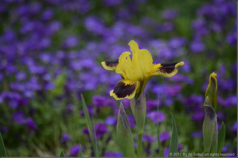 _ND73974 _ND73974