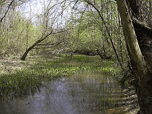 [Old_Creek_Run-_Tuscalameta_Creek%255B2%255D.jpg]