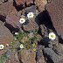 Tanacetum%252520sp.%25252c%252520m.%252520aragats%25252c%2525202012.08.05