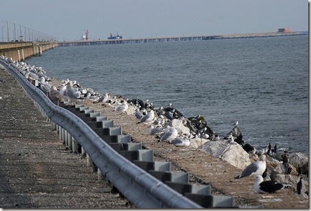 gulls, Chesapeake Bay