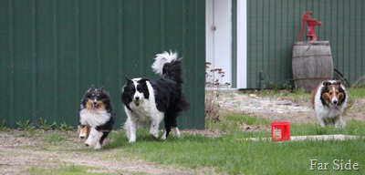 Everyone playing ball