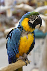 This Blue and Gold Macaw makes an excellent companion, as their breed is quite intelligent and social.  They easily learn how to speak, but they can be quite noisy, as they like to scream out to other birds!