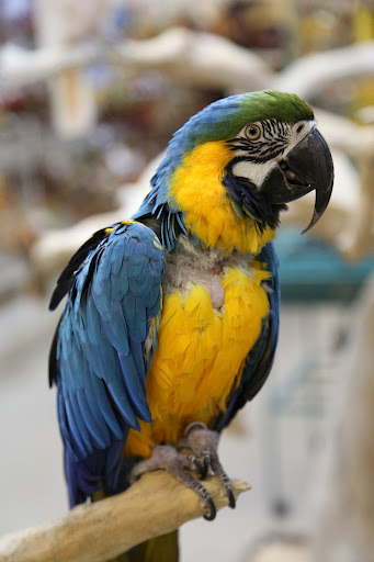 This Blue and Gold Macaw makes an excellent companion, as their breed is quite intelligent and social.  They easily learn how to speak, but they can be quite noisy, as they like to scream out to other birds!