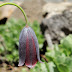 Fritillaria%252520caucasica%25252c%252520tsaghkadzor%25252c%2525202011.05.07
